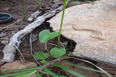 Pimpinella tirupatiensis